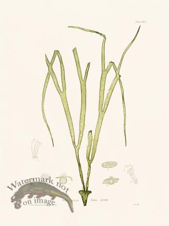 Bradbury Seaweed 141